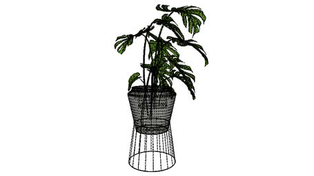 植物
