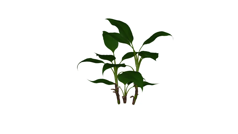 MT_PM_Aglaonema_modestum_01_01