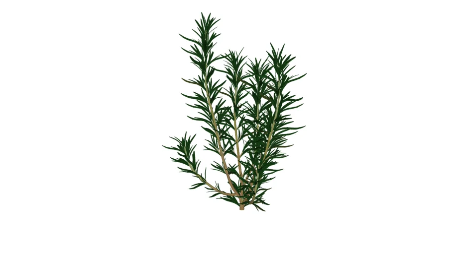 MT_PM_Rosmarinus_officinalis_01_05