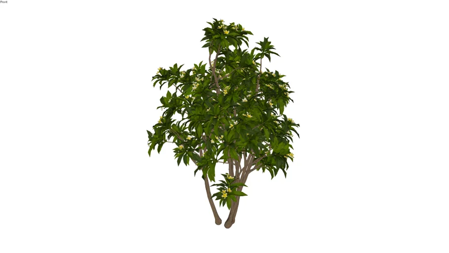 Plumeria_frangispani_01_05_Jasmim-manga_Paisagismo