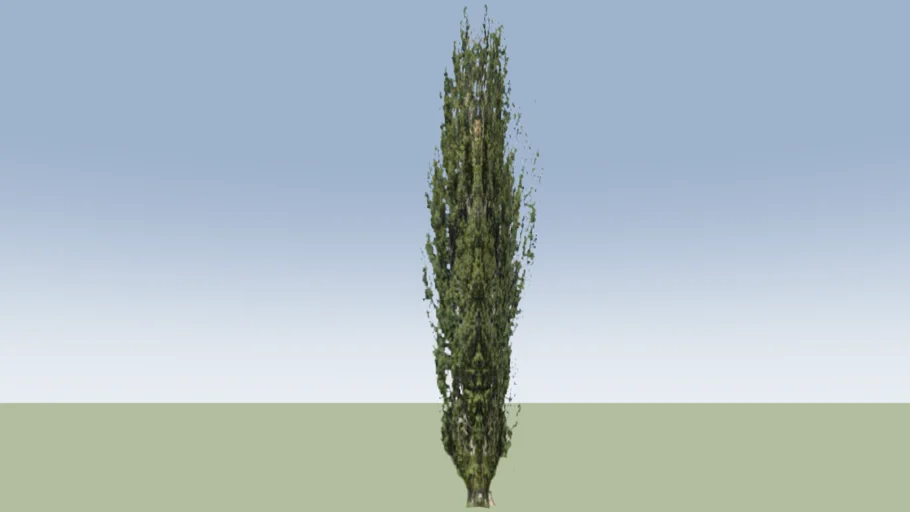 Black Poplar Tree