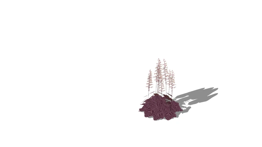 Palace Purple Coral Bells