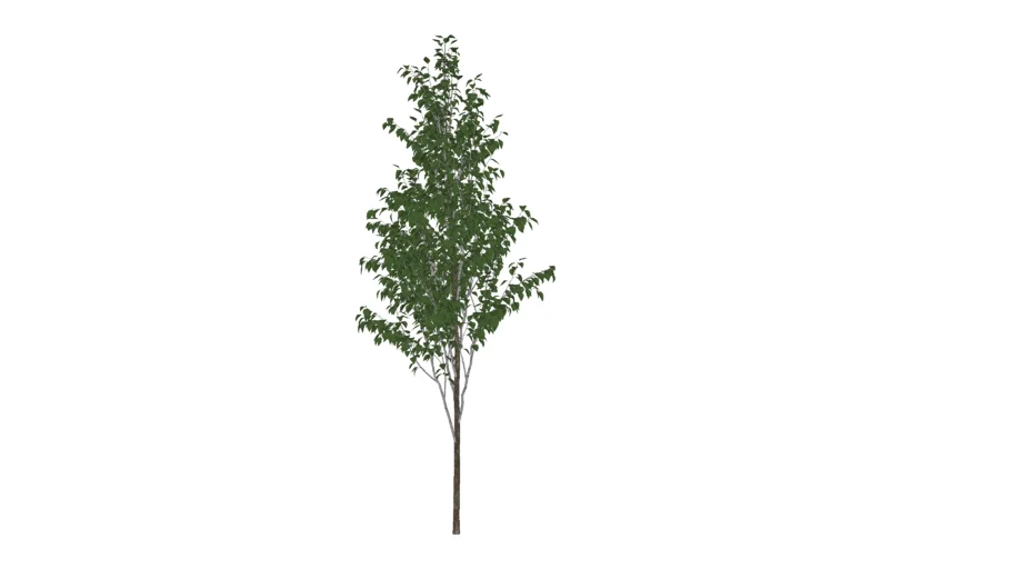 betula utilis_02