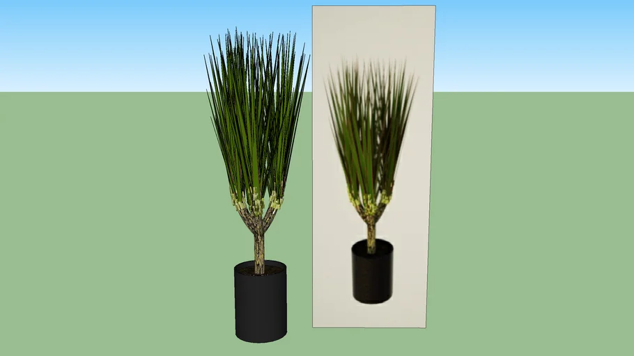 室内植物