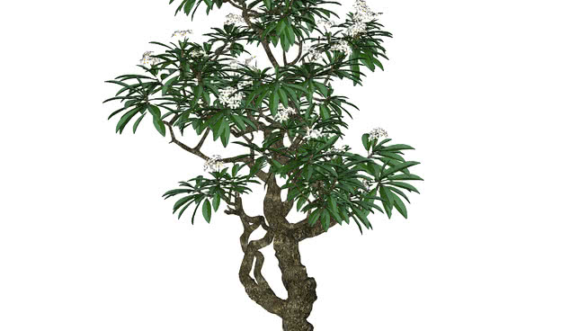 huy N's tree collection