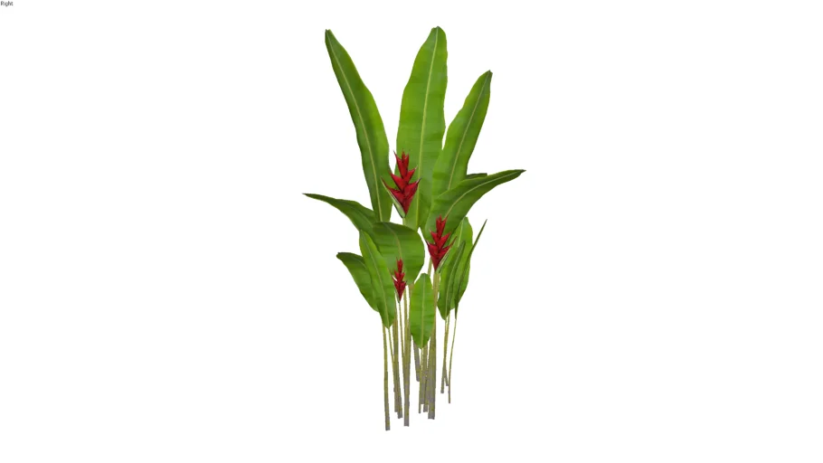 Heliconia bihai_01_01_Heliconia-Pássaro-de-fogo_Paisagismo