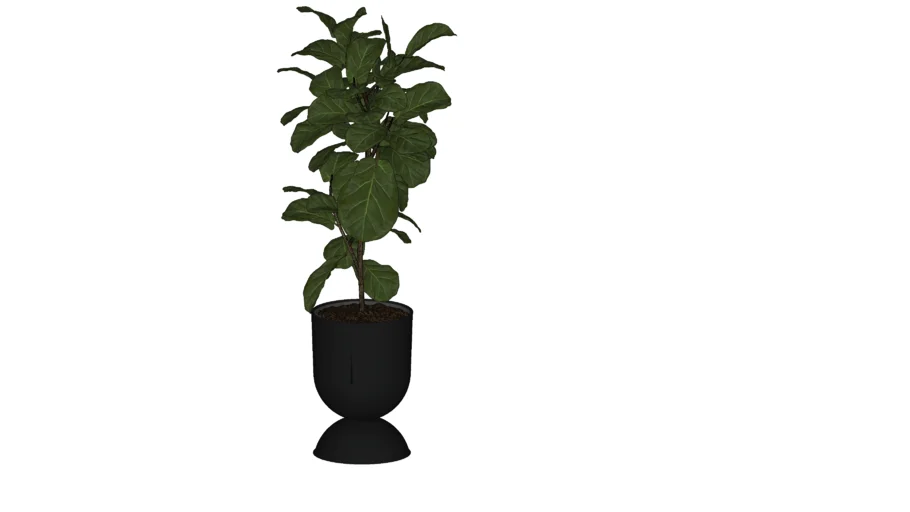 Ficus plant