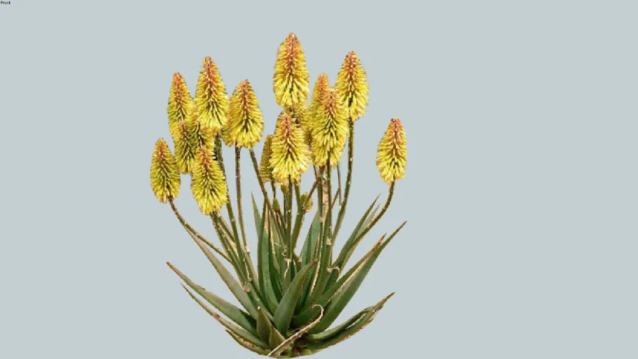 aloe plant