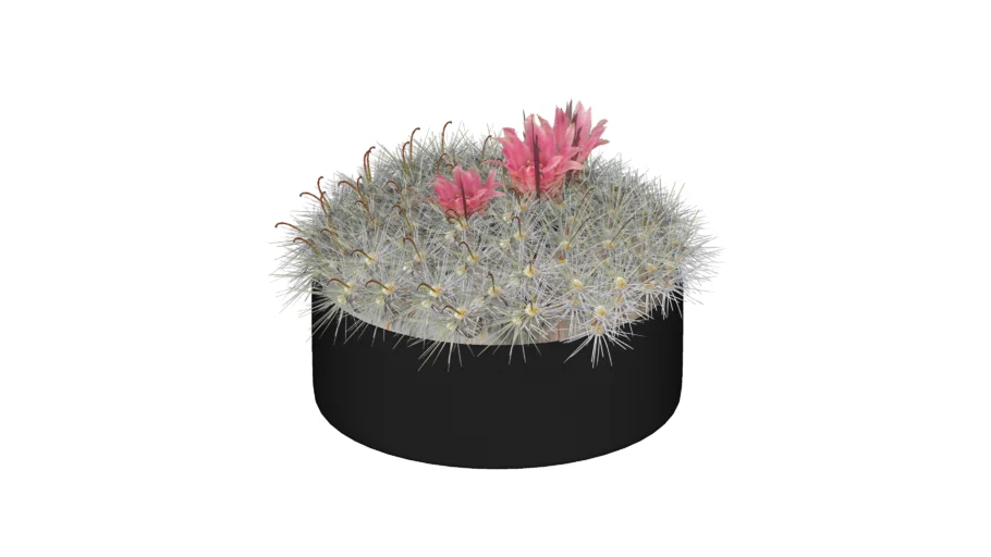 Mammillaria Bocasana Powder Puff Cactus Interior Plant