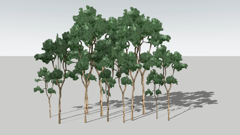 Pine forest