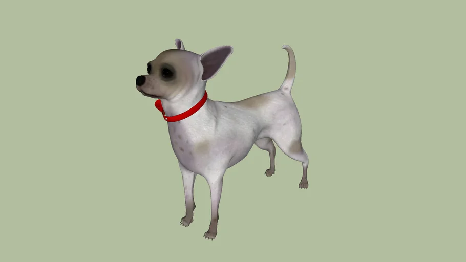 Cachorro 05