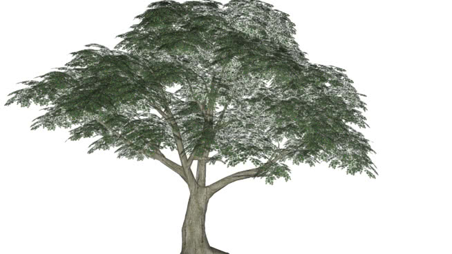 Tree+flower