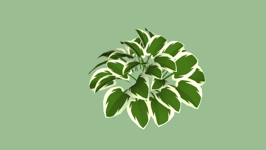Variegated Hosta
