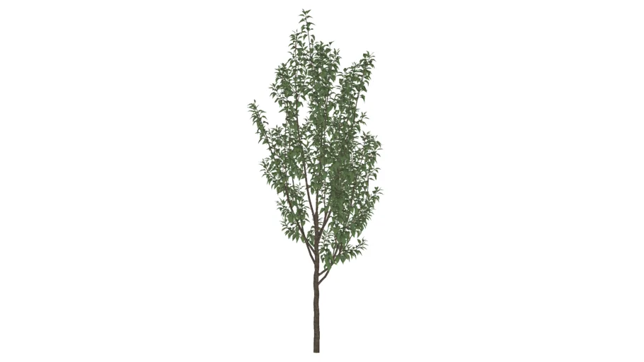 prunus cerasifera_01