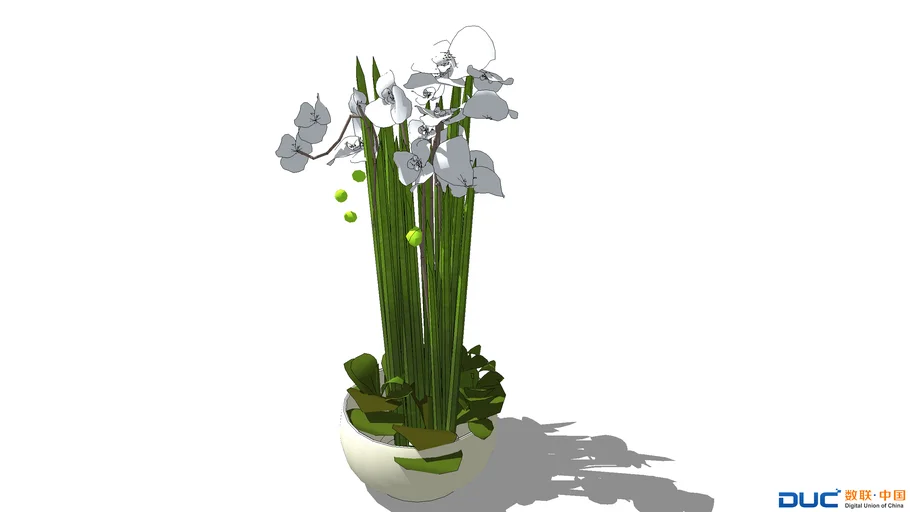 室内植物