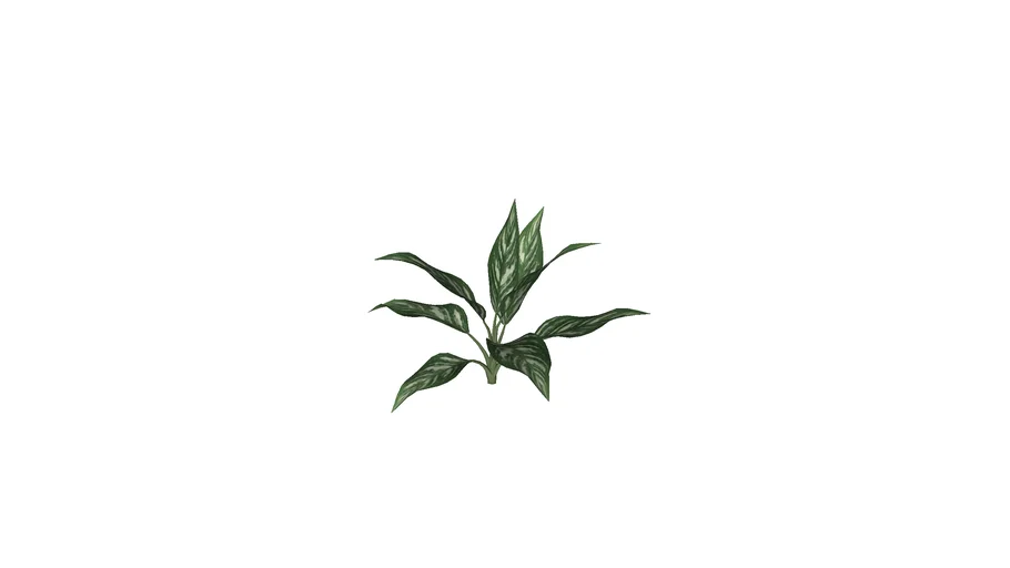 spp_4