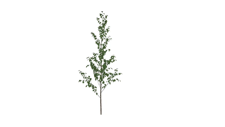 betula utilis_01